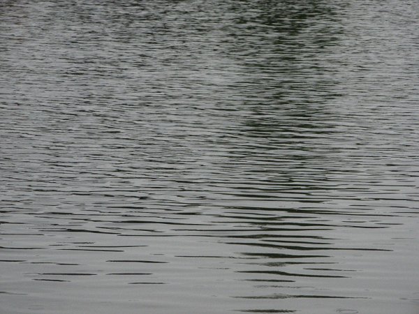 Szarvas 028